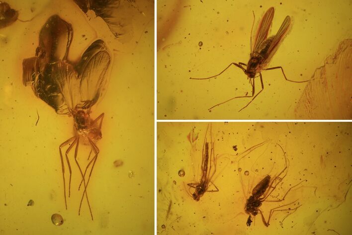 Detailed Fossil Flies (Diptera) In Baltic Amber #81776